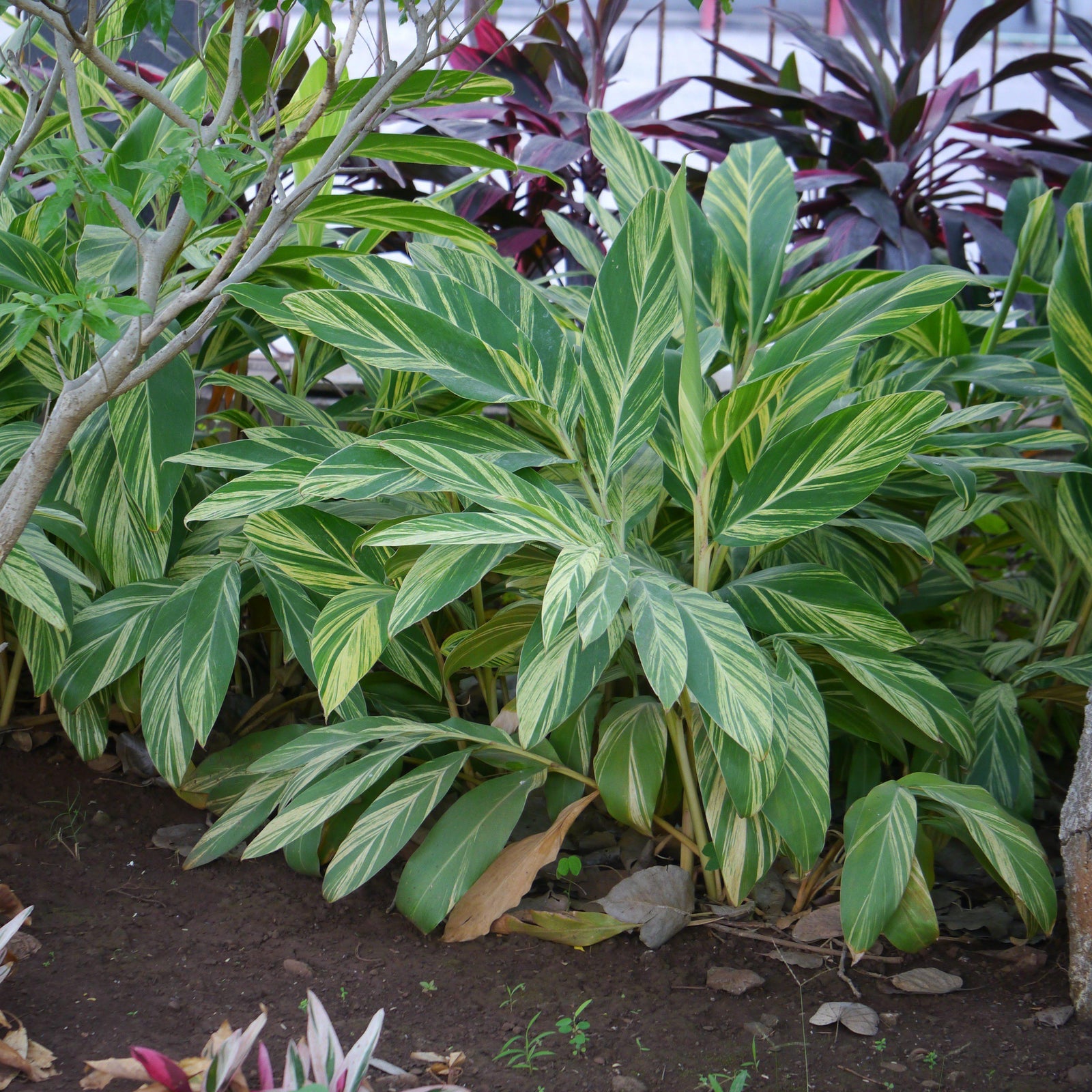 Alpinia zerumbet 'Variegata' ~ Variegated Ginger-ServeScape