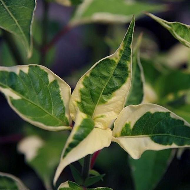 Alternanthera 'Creme de Menthe' ~ Creme de Menthe Joseph's Coat-ServeScape