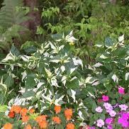 Alternanthera 'Creme de Menthe' ~ Creme de Menthe Joseph's Coat-ServeScape