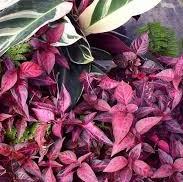 Alternanthera ficoidea 'Grenadine' ~ Grenadine Joseph's Coat-ServeScape