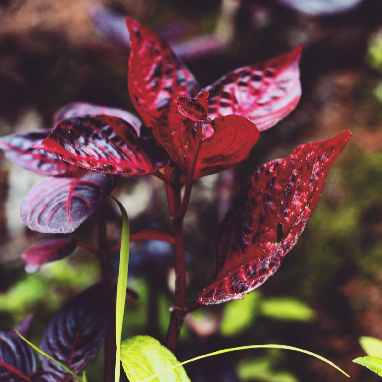 Alternanthera ficoidea 'Grenadine' ~ Grenadine Joseph's Coat-ServeScape