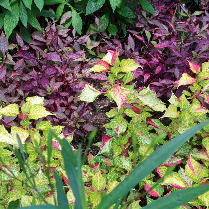 Alternanthera ficoidea 'Mai Tai' ~ Mai Tai Joseph's Coat-ServeScape