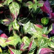 Alternanthera ficoidea 'Mai Tai' ~ Mai Tai Joseph's Coat-ServeScape
