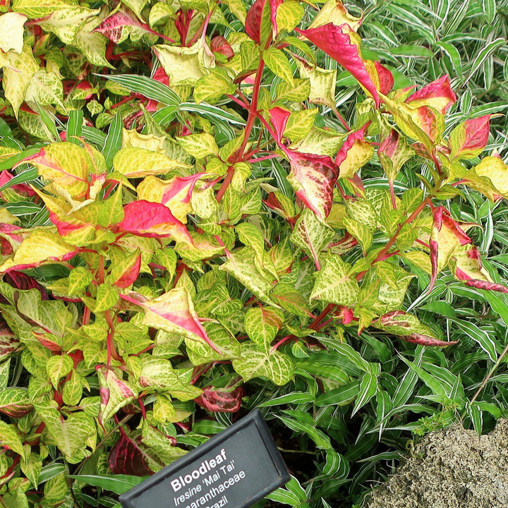Alternanthera ficoidea 'Mai Tai' ~ Mai Tai Joseph's Coat-ServeScape
