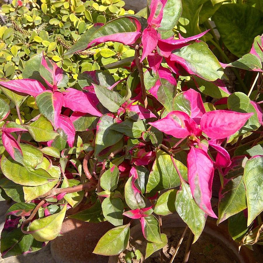 Alternanthera ficoidea 'Party Time' ~ Party Time Joseph's Coat-ServeScape