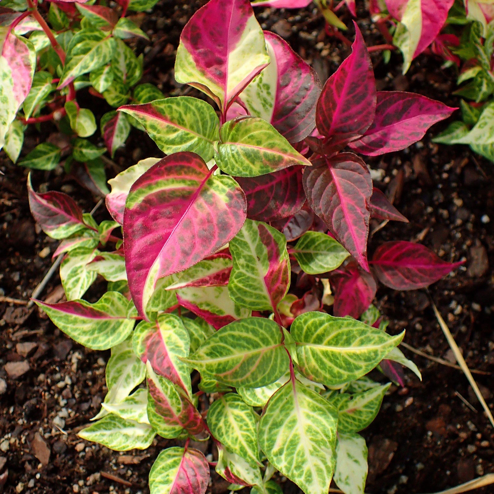 Alternanthera ficoidea 'Party Time' ~ Party Time Joseph's Coat-ServeScape