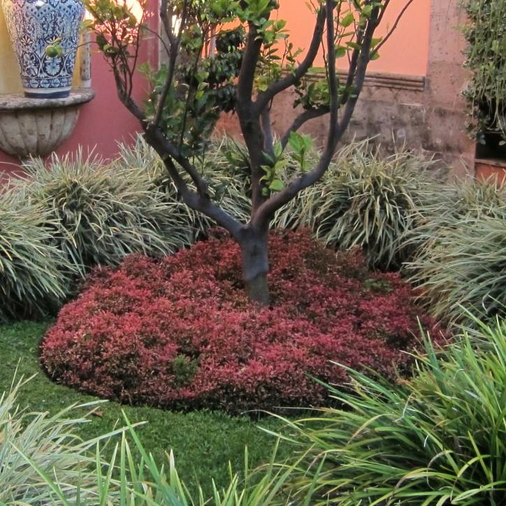 Alternanthera ficoidea 'Red Threads' ~ Red Threads Joseph's Coat-ServeScape