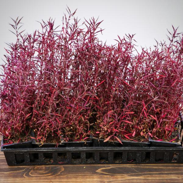 Alternanthera ficoidea 'Red Threads' ~ Red Threads Joseph's Coat - Delivered By ServeScape