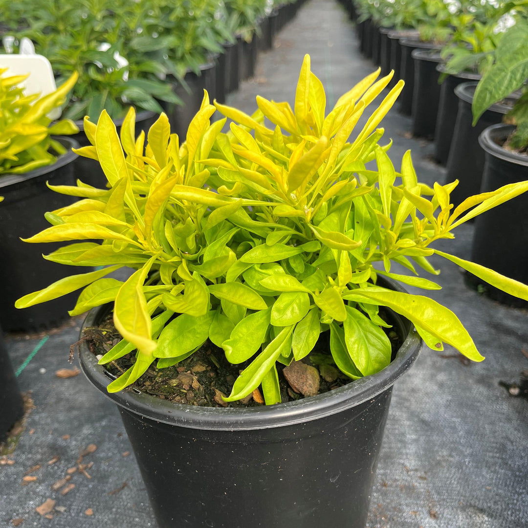 Alternanthera 'Chartreuse' ~ Chartreuse Joseph's Coat-ServeScape