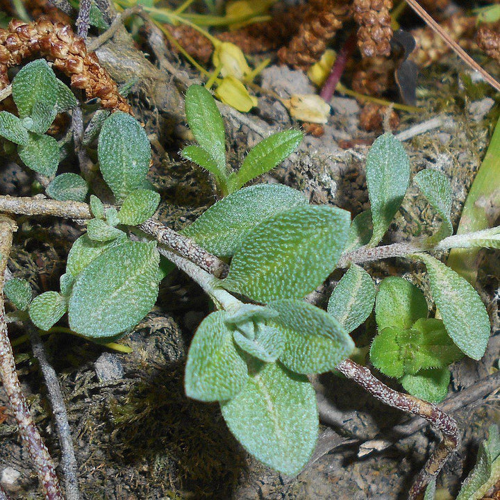 Alyssum wulfenianum 'Golden Spring' ~ Golden Spring Madwort-ServeScape