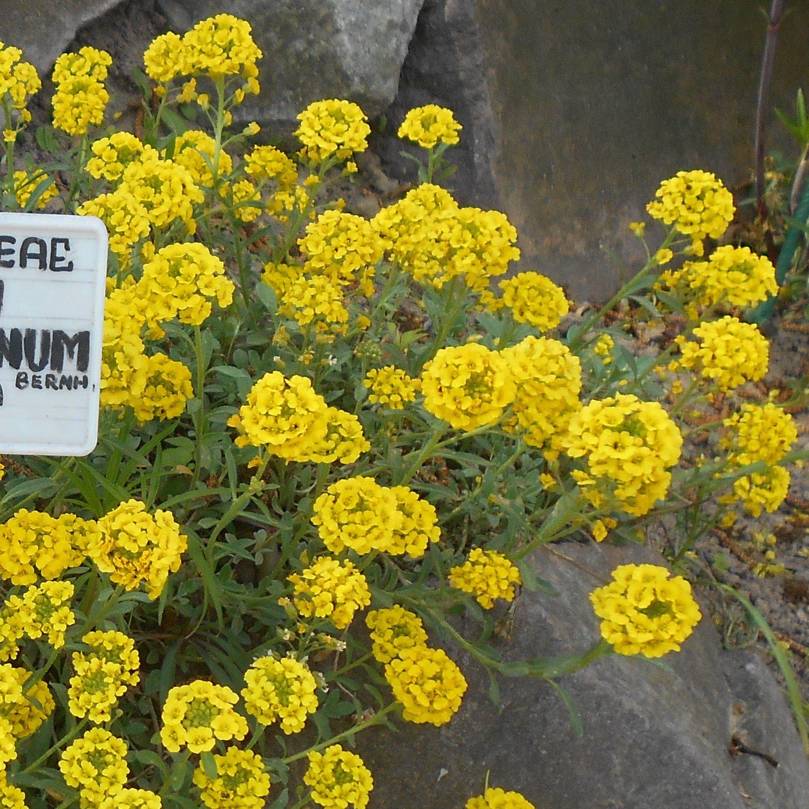 Alyssum wulfenianum 'Golden Spring' ~ Golden Spring Madwort-ServeScape