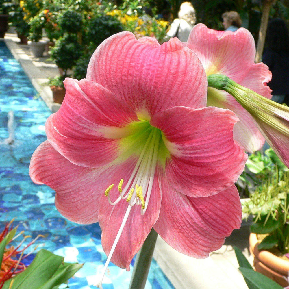 Amaryllis 'Candy Floss' ~ Candy Floss Amaryllis-ServeScape