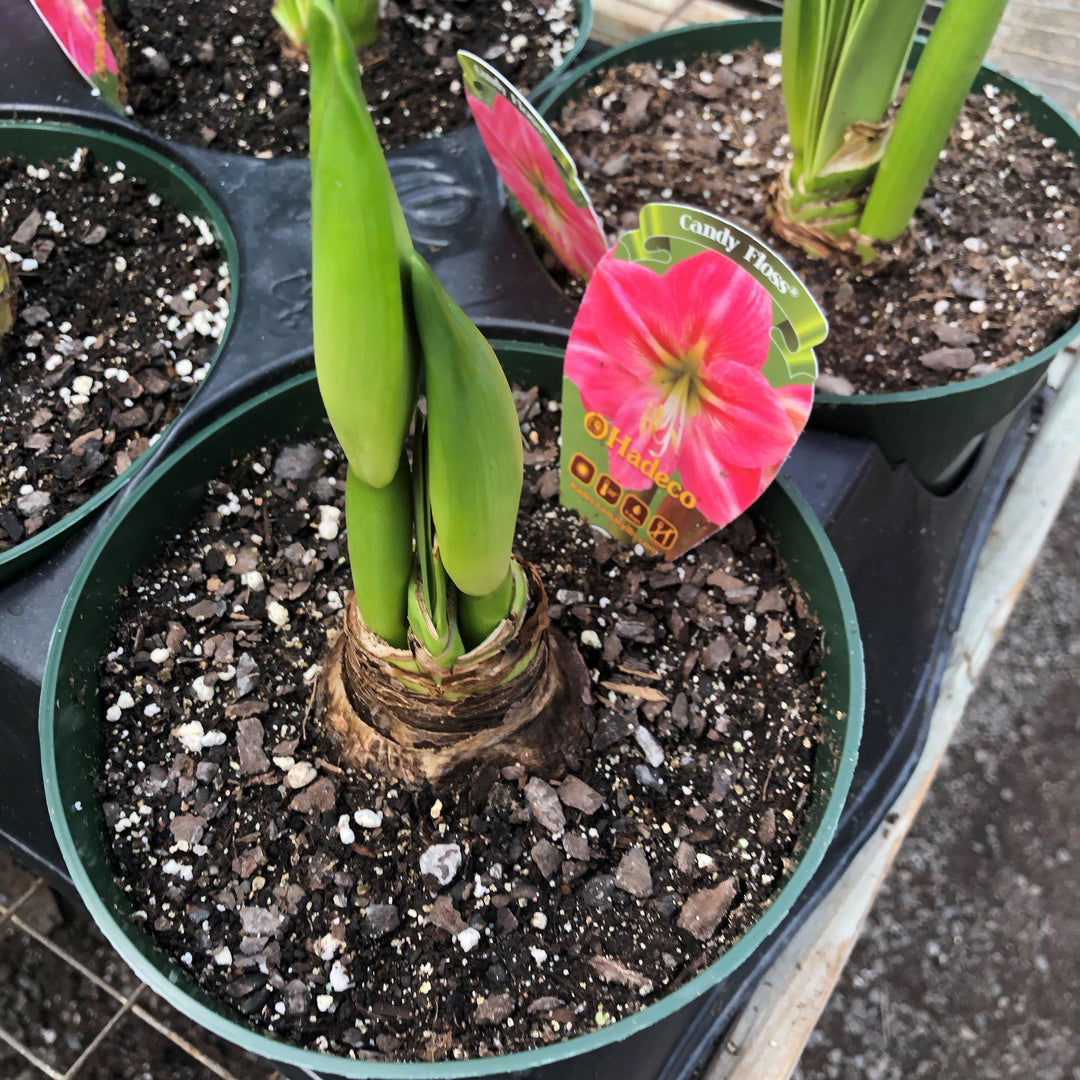 Amaryllis 'Candy Floss' ~ Candy Floss Amaryllis-ServeScape