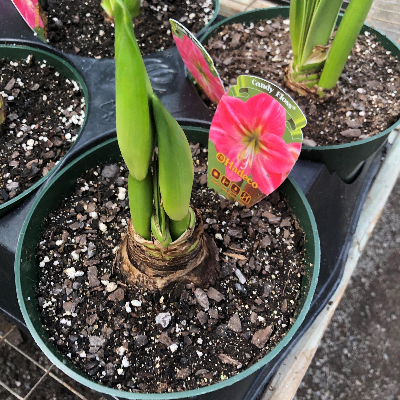Amaryllis 'Candy Floss' ~ Candy Floss Amaryllis-ServeScape