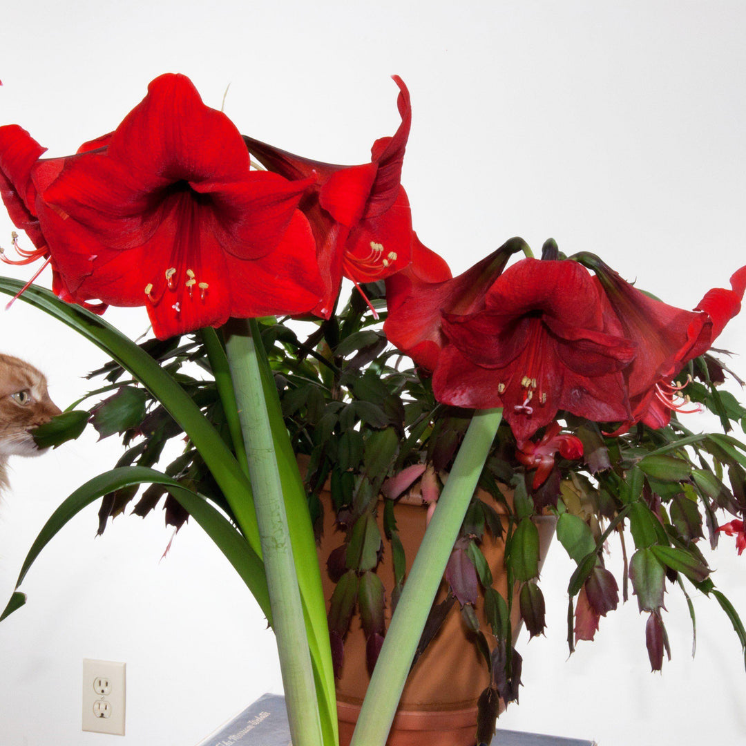 Amaryllis 'Miracle' ~ Miracle® Amaryllis-ServeScape
