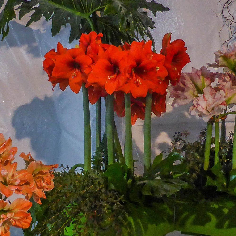 Amaryllis 'Miracle' ~ Miracle® Amaryllis-ServeScape