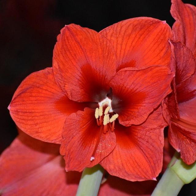 Amaryllis 'Miracle' ~ Miracle® Amaryllis-ServeScape