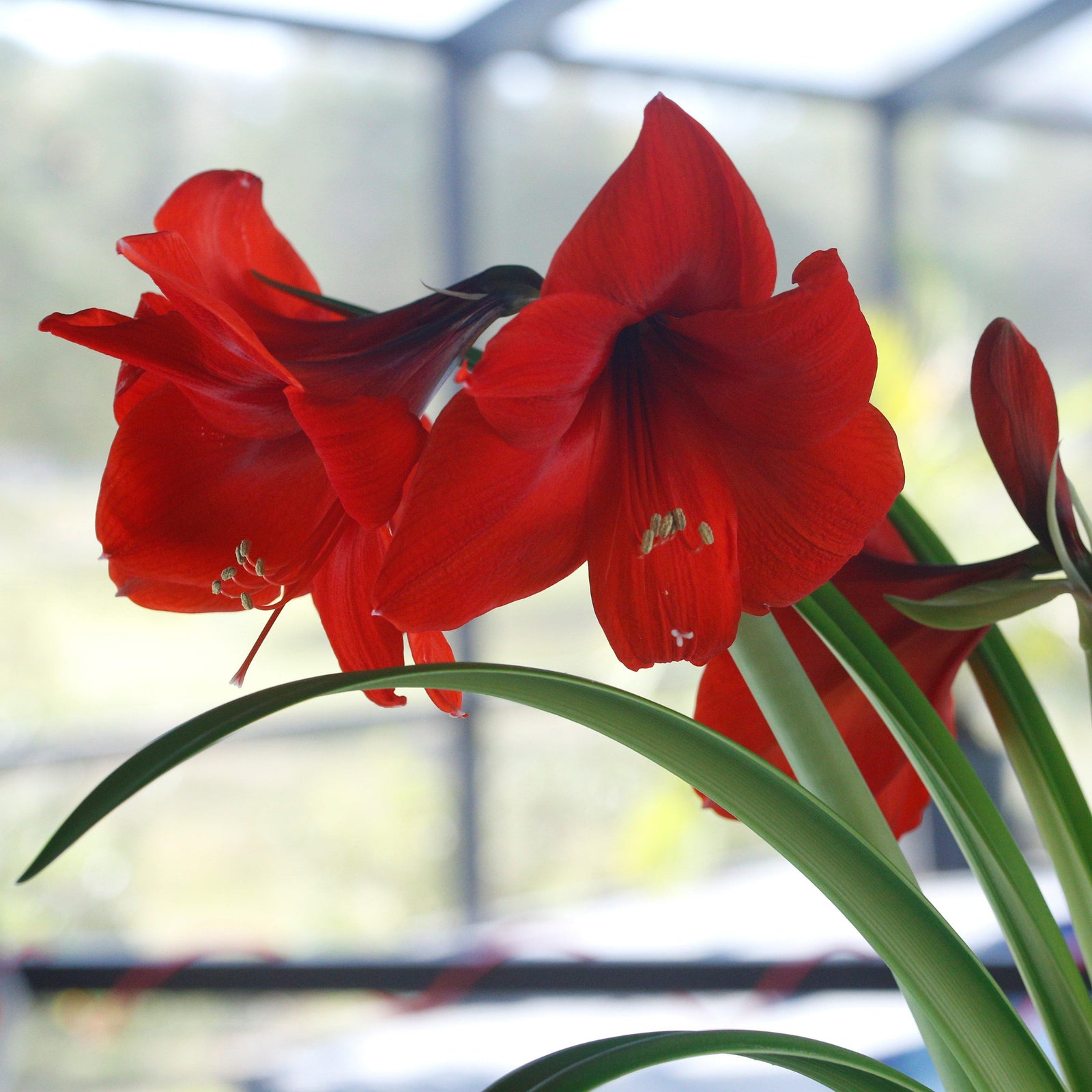 Amaryllis 'Miracle' ~ Miracle® Amaryllis-ServeScape