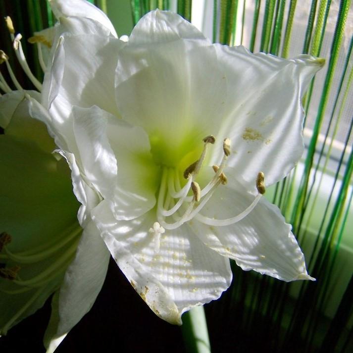 Amaryllis 'Wedding Dance' ~ Wedding Dance Amaryllis-ServeScape