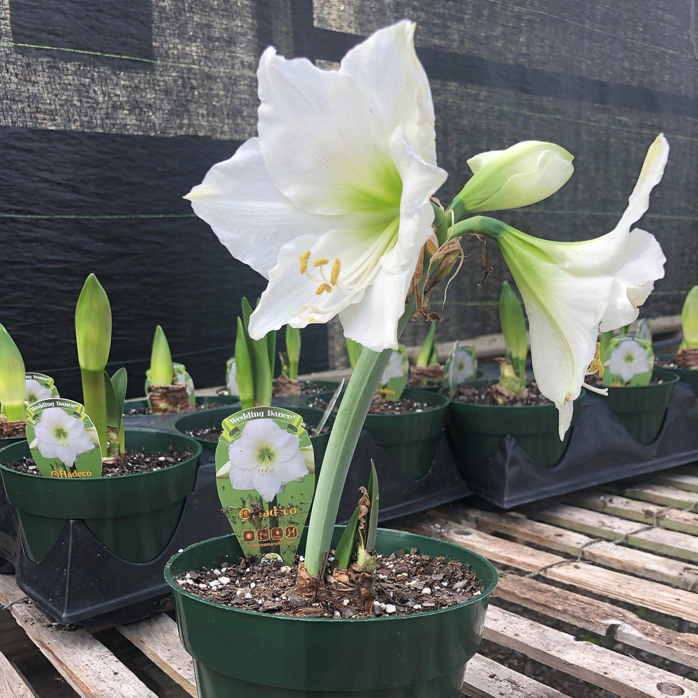 Amaryllis 'Wedding Dance' ~ Wedding Dance Amaryllis-ServeScape
