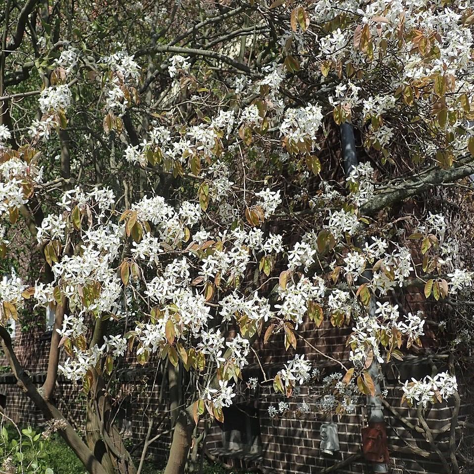 Amelanchier arborea ~ Downy Serviceberry-ServeScape