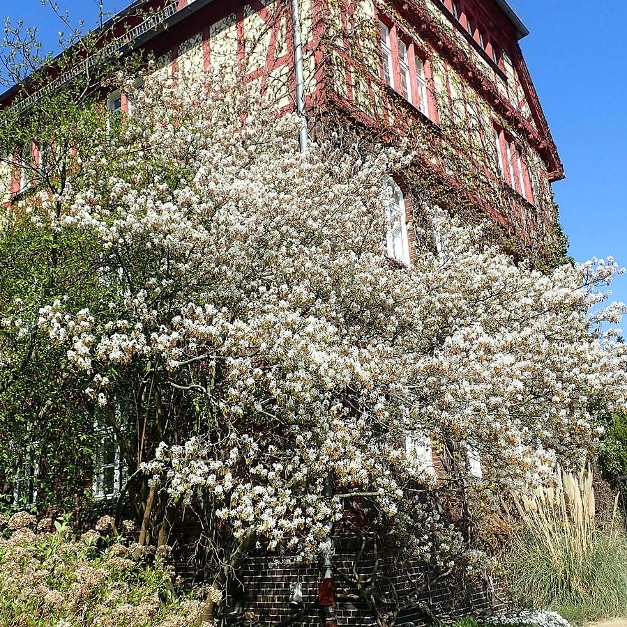Amelanchier arborea ~ Downy Serviceberry-ServeScape