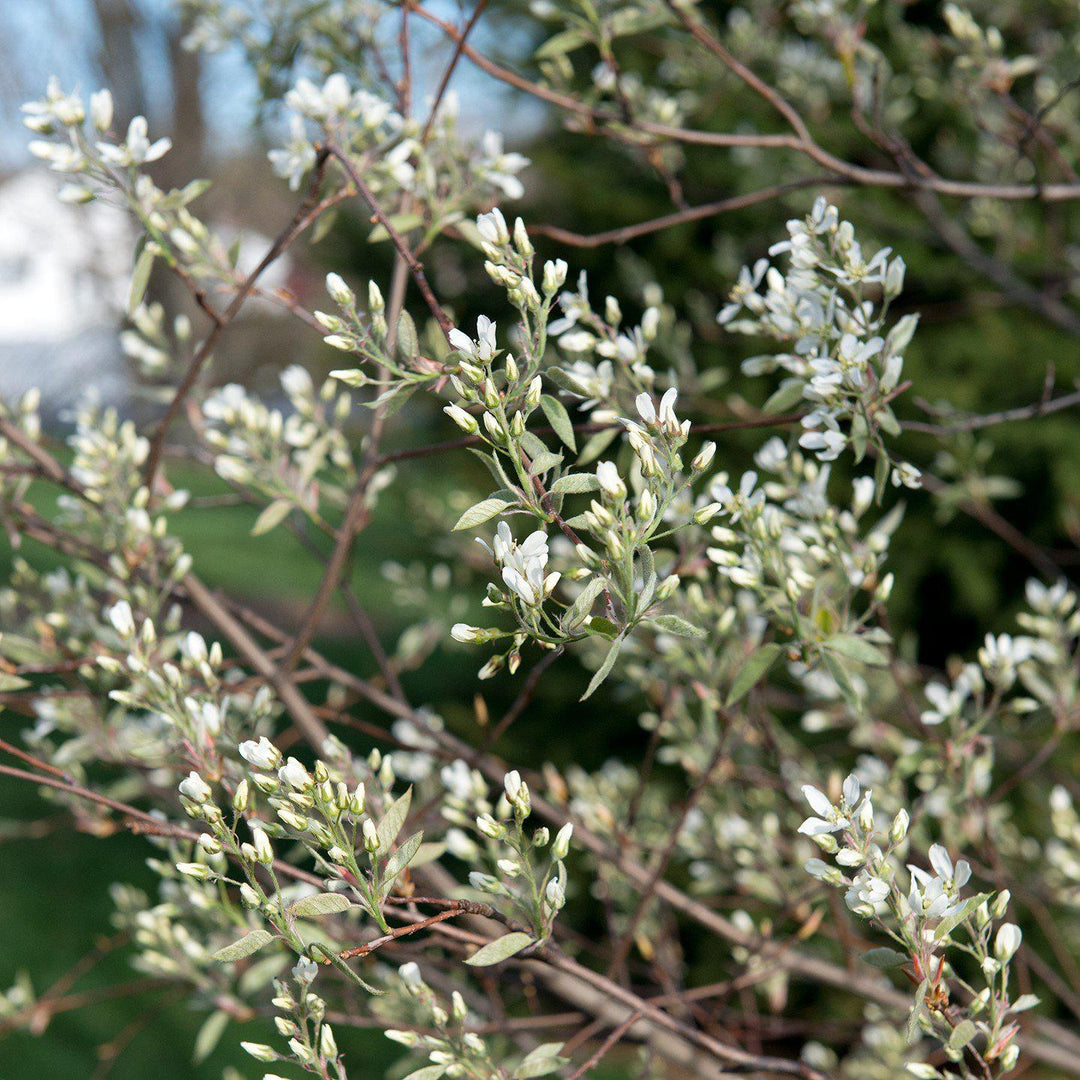 Amelanchier canadensis ~ Shadblow Serviceberry-ServeScape