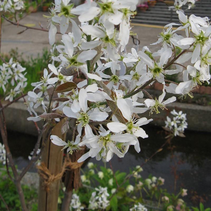 Amelanchier canadensis ~ Shadblow Serviceberry-ServeScape