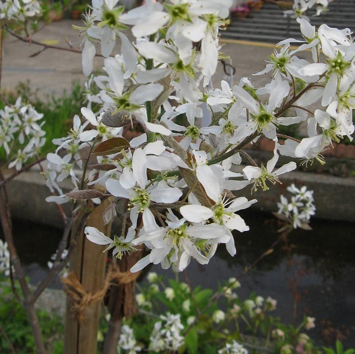 Amelanchier canadensis ~ Shadblow Serviceberry-ServeScape