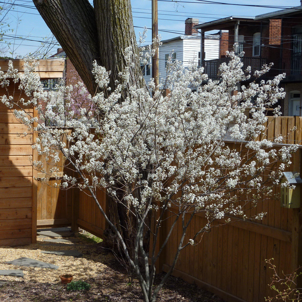 Amelanchier x grandiflora 'Autumn Brilliance' ~ Autumn Brilliance Apple Serviceberry-ServeScape