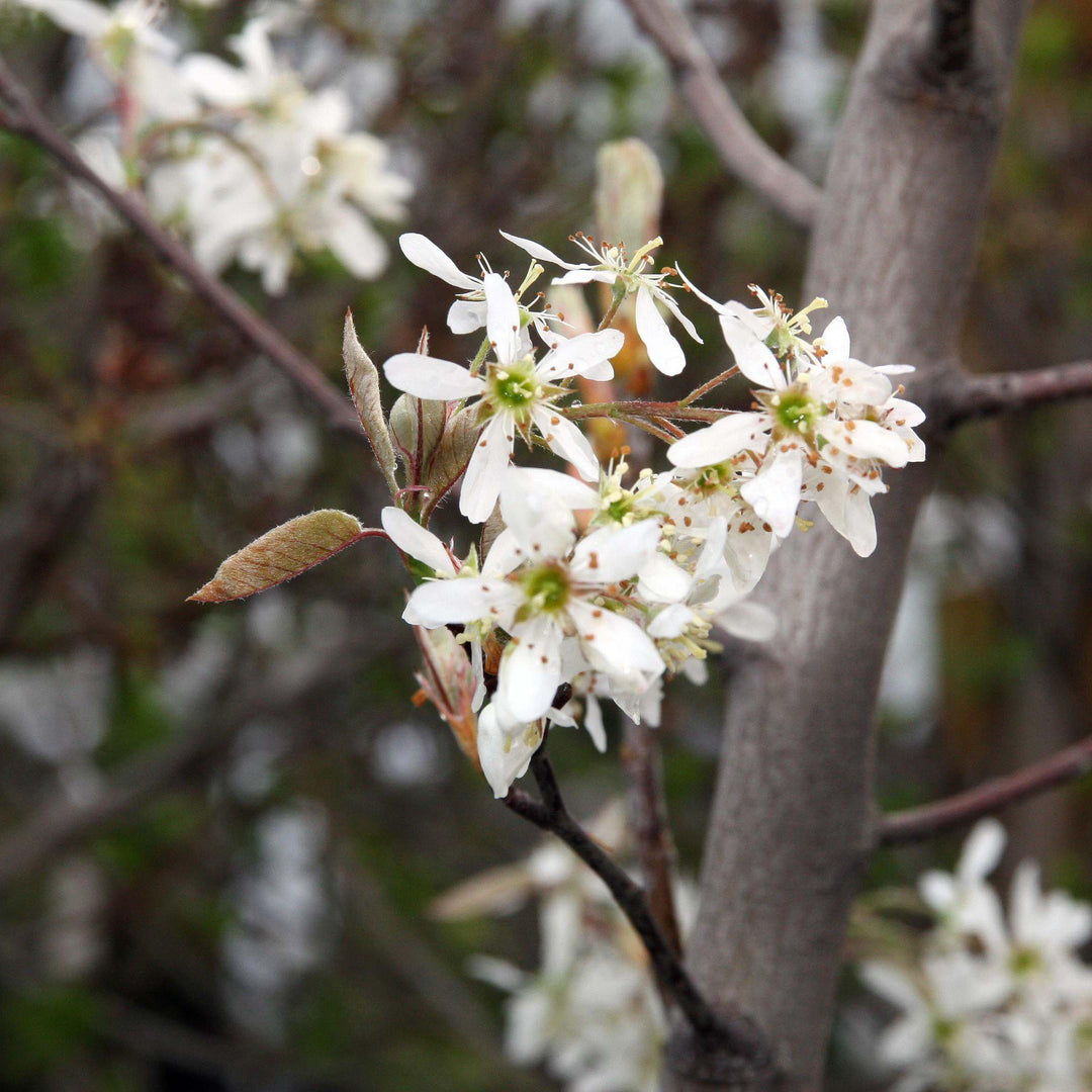 Amelanchier x grandiflora 'Autumn Brilliance' ~ Autumn Brilliance Apple Serviceberry-ServeScape