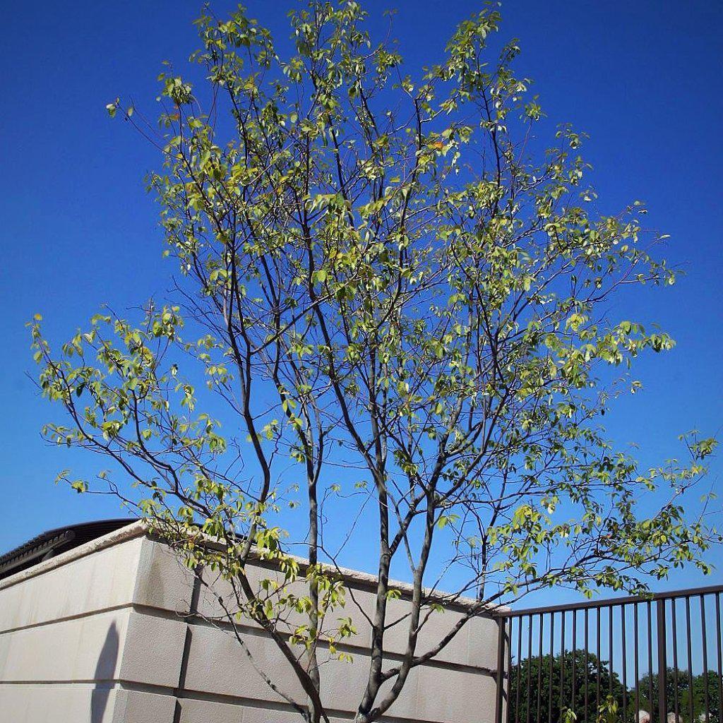 Amelanchier x grandiflora 'Autumn Brilliance' ~ Autumn Brilliance Apple Serviceberry - Delivered By ServeScape