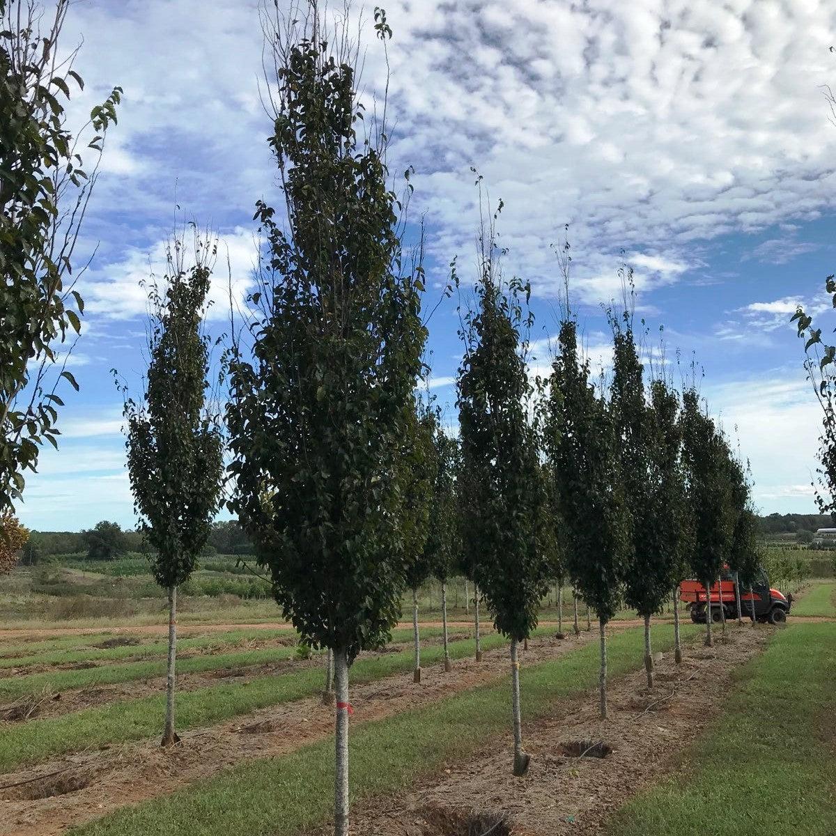 Carpinus caroliniana ’CCMTF2’ ~ Clarynette® American Hornbeam-ServeScape