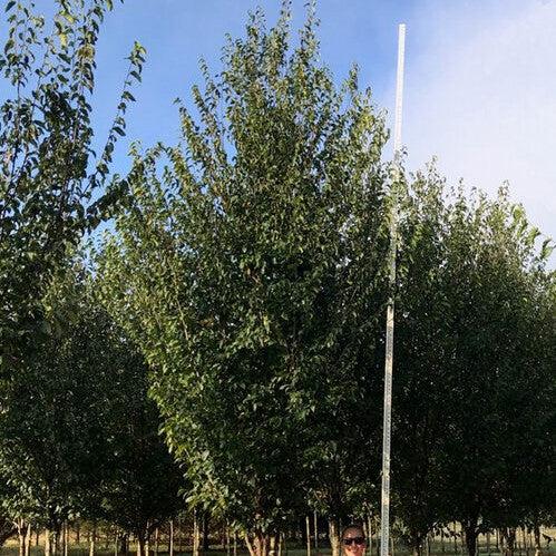 Carpinus caroliniana ’CCMTF1’ ~ Collynair® American Hornbeam-ServeScape