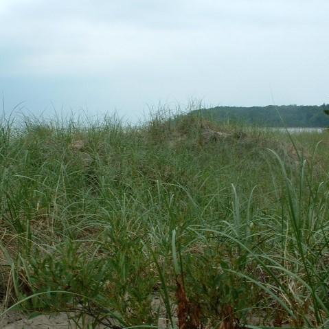 Ammophila breviligulata ~ American Beach Grass - Delivered By ServeScape