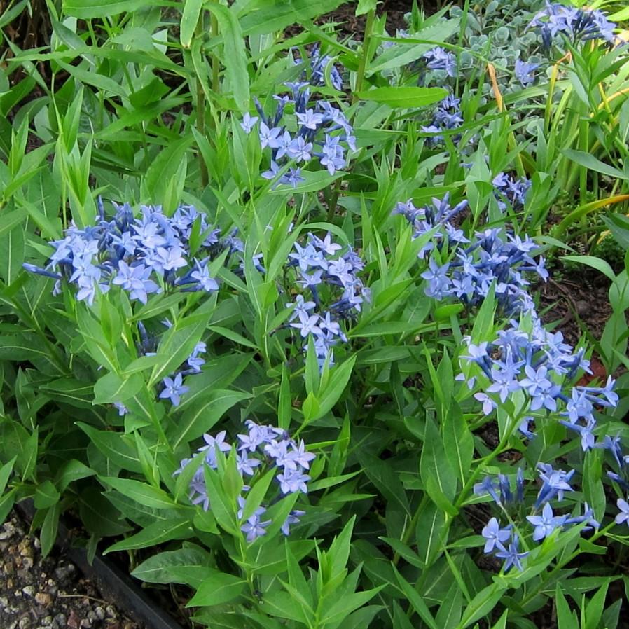 Amsonia 'Blue Ice' ~ Blue Ice Blue Star-ServeScape