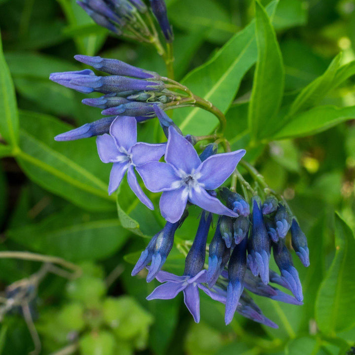 Amsonia 'Blue Ice' ~ Blue Ice Blue Star-ServeScape
