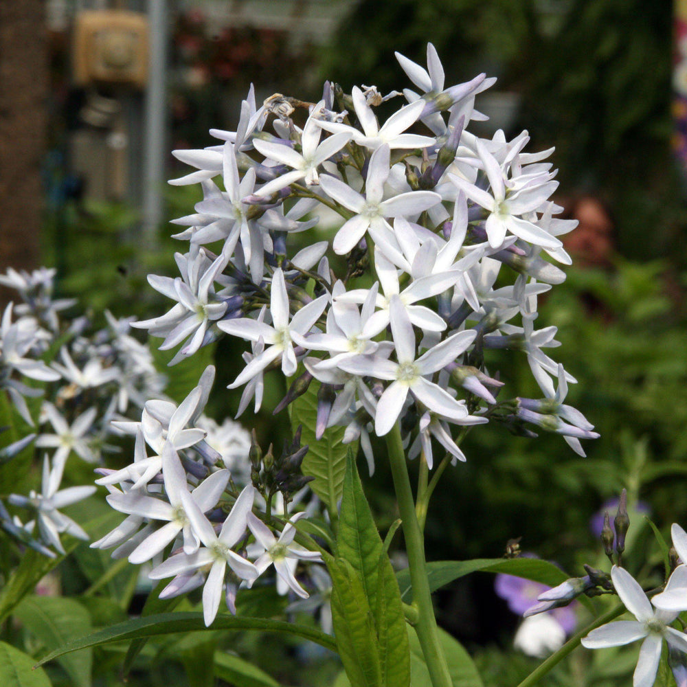 Amsonia hubrichtii ~ Threadleaf Blue Star, Arkansas Blue Star - Delivered By ServeScape