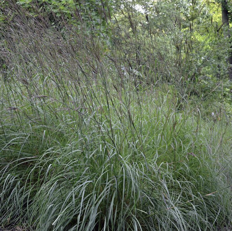 Andropogon gerardii ~ Big Bluestem-ServeScape