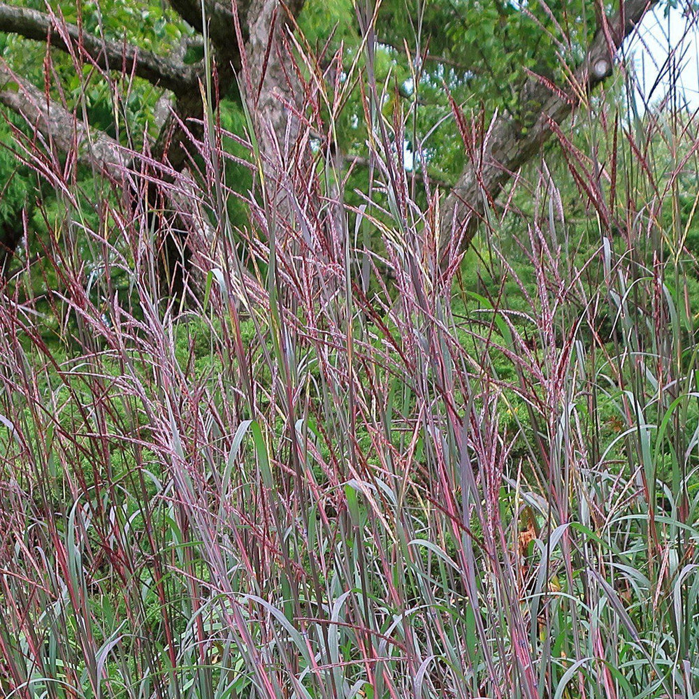 Andropogon gerardii 'Blackhawks' ~ Blackhawks Big Blue Stem - Delivered By ServeScape