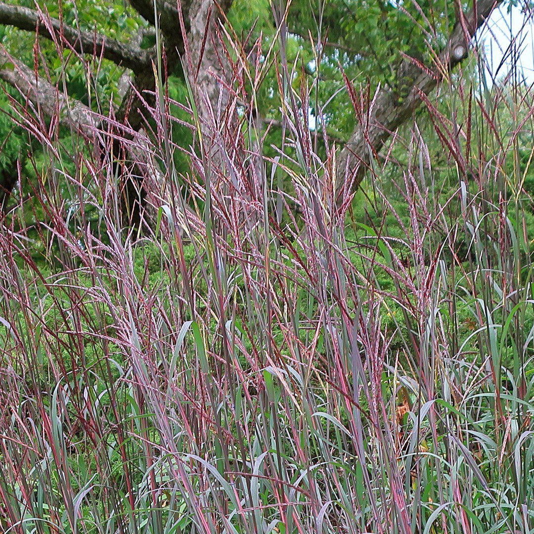 Andropogon gerardii 'Blackhawks' ~ Blackhawks Big Blue Stem - Delivered By ServeScape