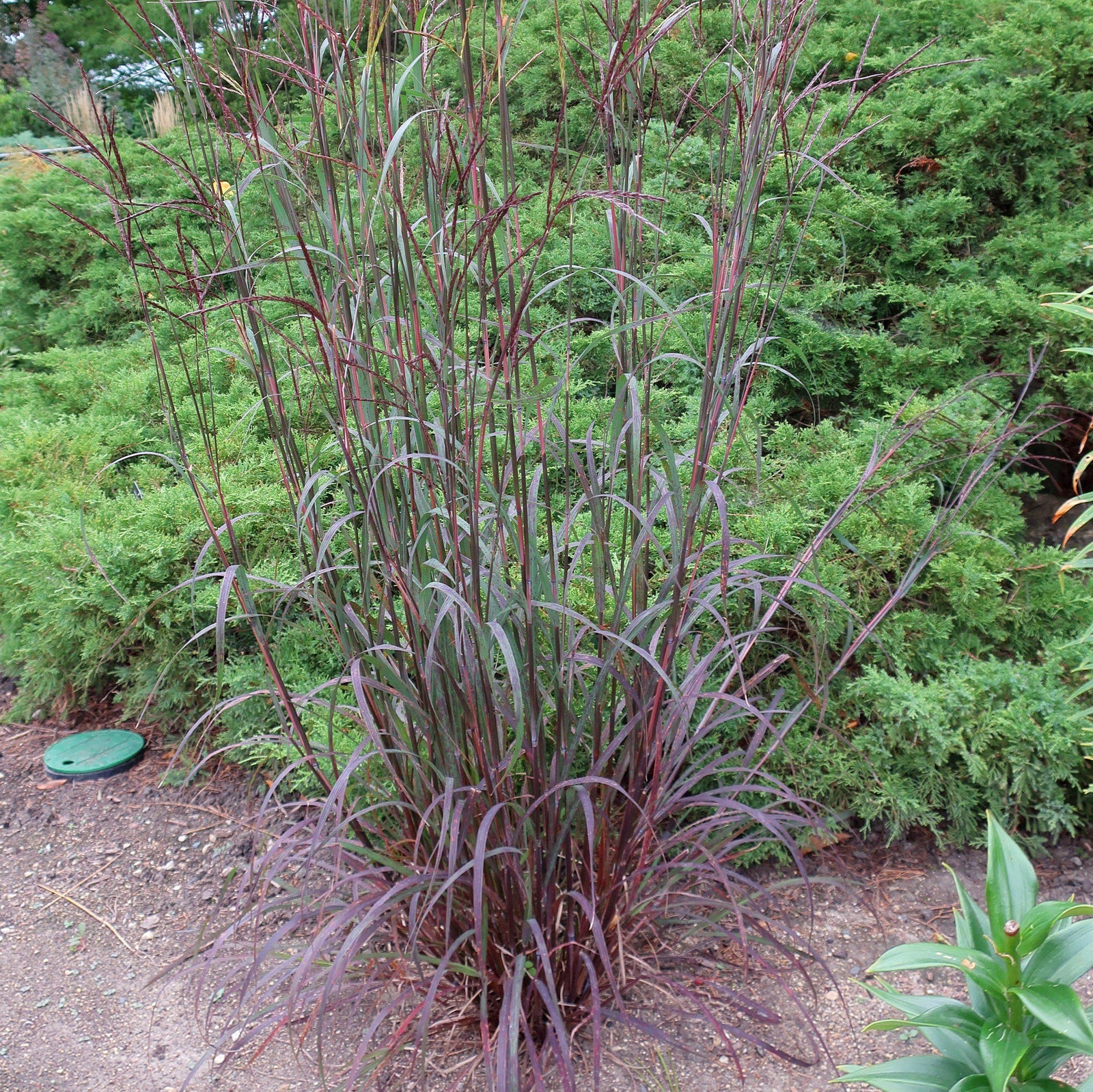 Andropogon gerardii 'Blackhawks' ~ Blackhawks Big Blue Stem-ServeScape