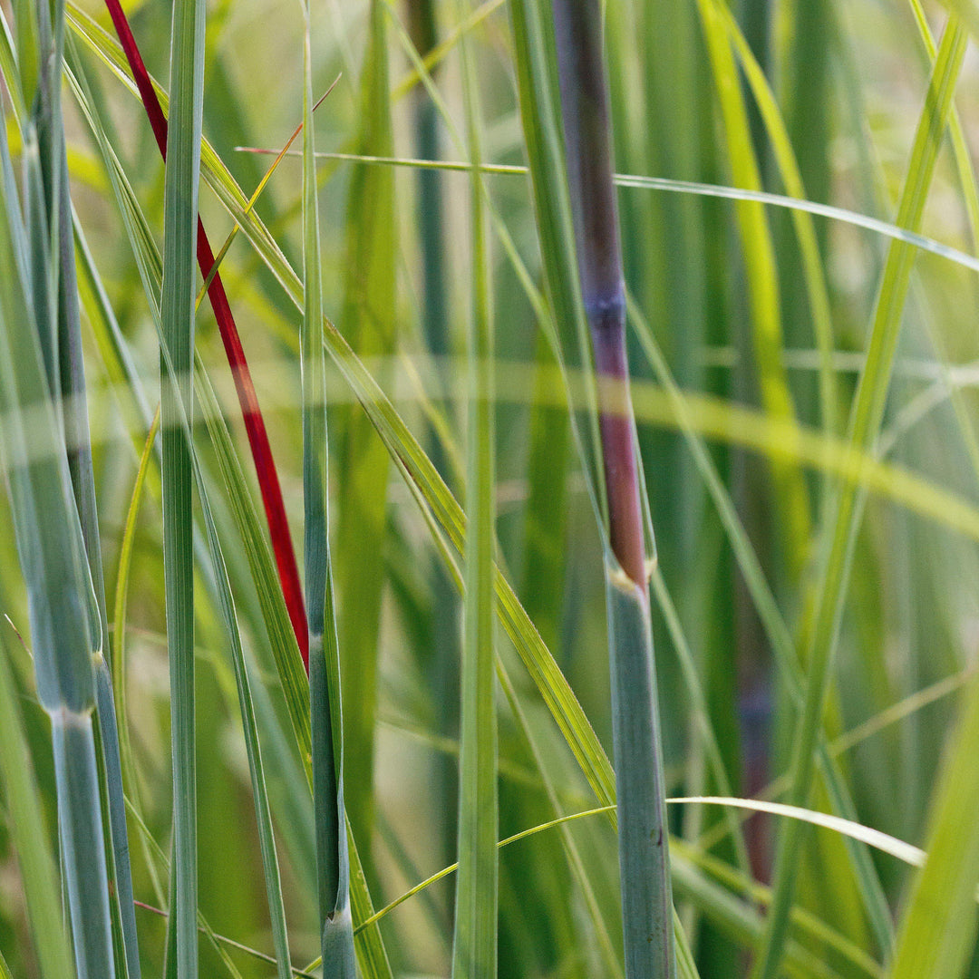 Andropogon gerardii 'Red October' ~ Red October Big Bluestem-ServeScape