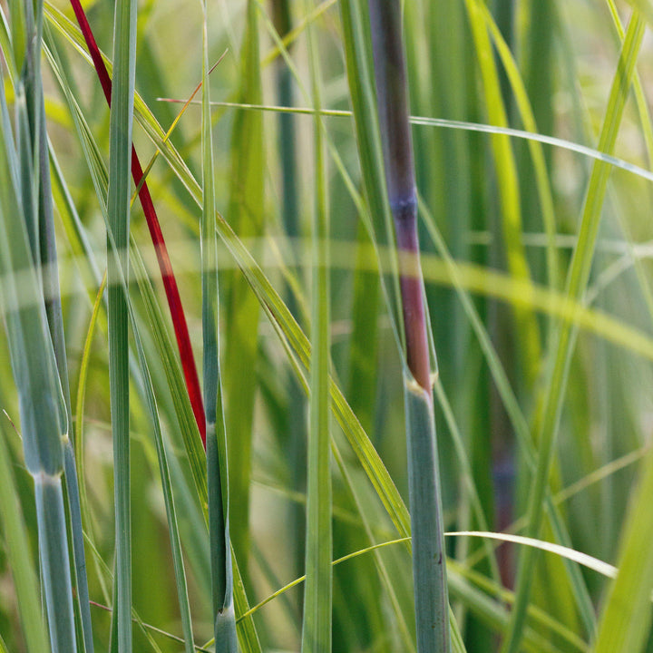 Andropogon gerardii 'Red October' ~ Red October Big Bluestem-ServeScape