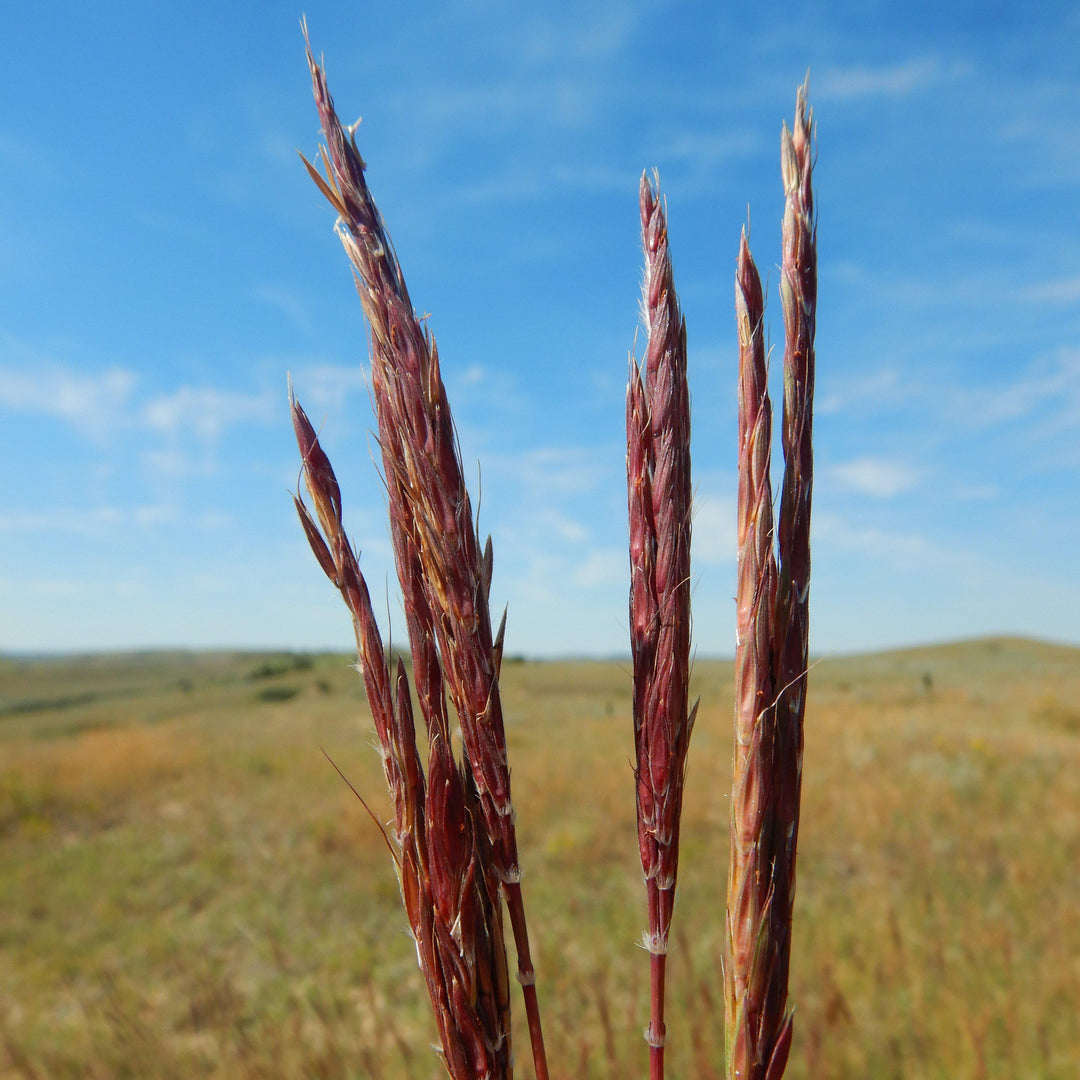 Red Seedheads