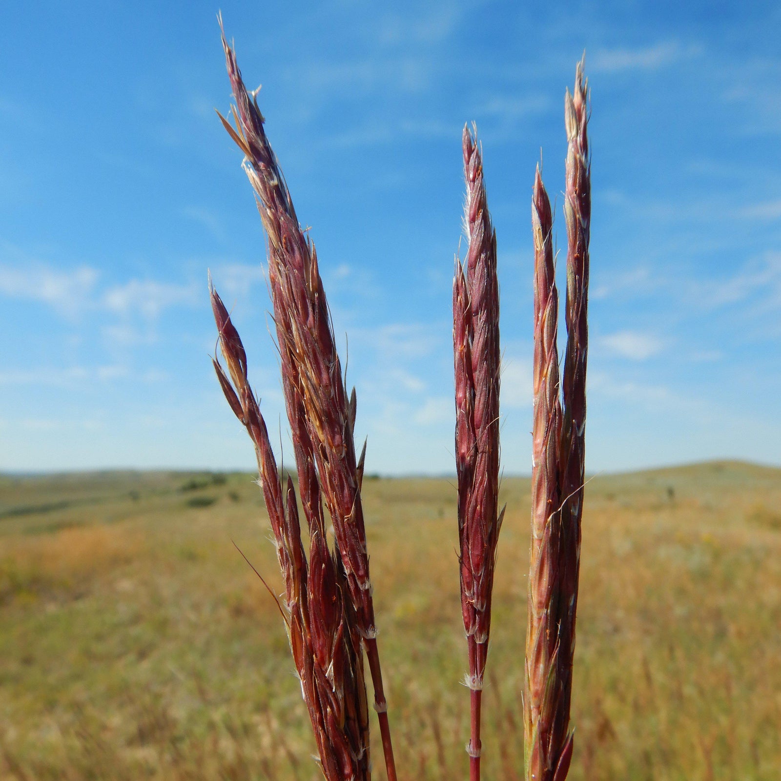 Red Seedheads
