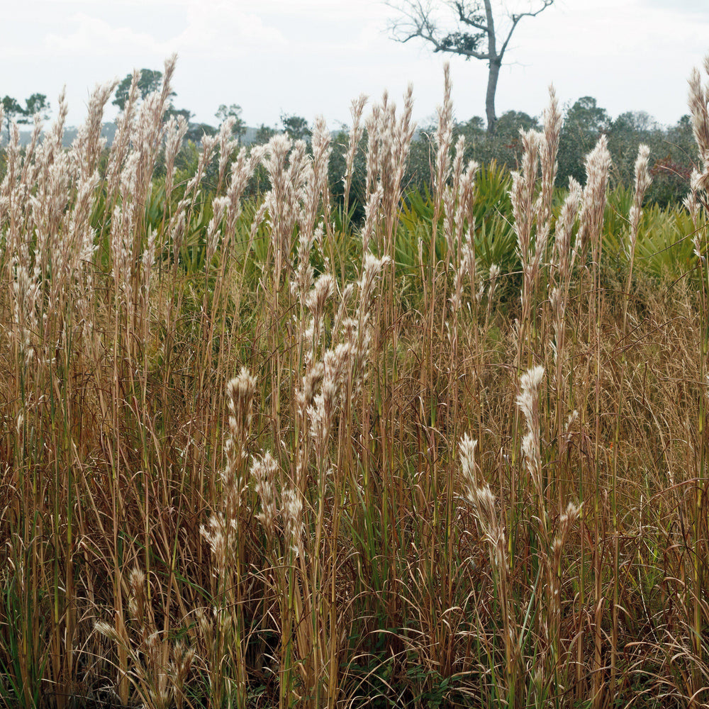 Andropogon glomeratus ~ Bushy Bluestem-ServeScape