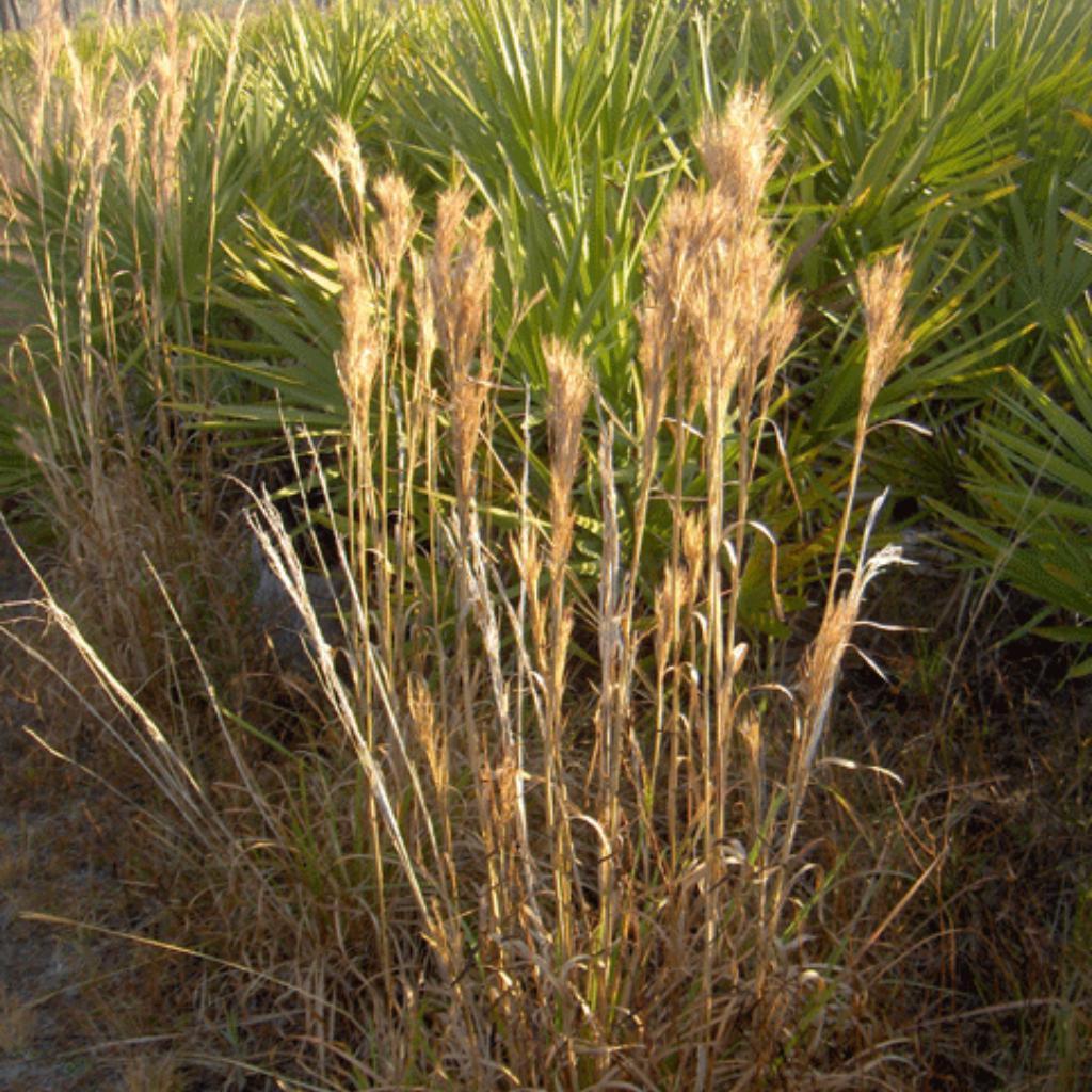 Andropogon glomeratus ~ Bushy Bluestem - Delivered By ServeScape