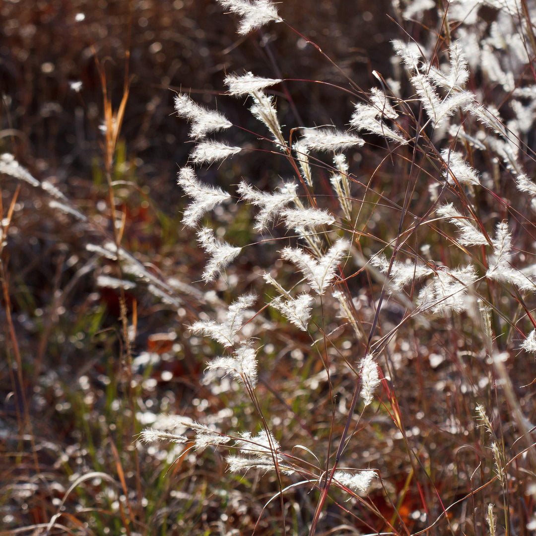 Andropogon ternarius 'Black Mountain' ~ Black Mountain Bluestem-ServeScape