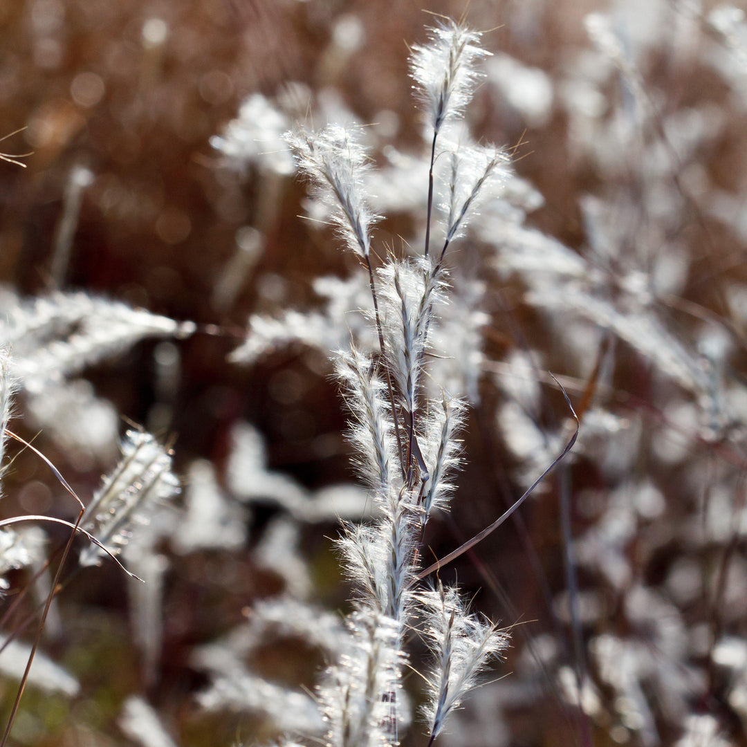 Andropogon ternarius 'Black Mountain' ~ Black Mountain Bluestem-ServeScape